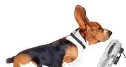 宠知识｜犬中暑的急救措施！