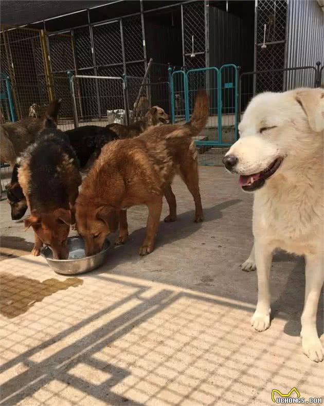 “又是一年掉毛季,人更衣裳狗掉毛”狗狗换毛小知识
