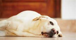 狗狗呜呜叫代表什么意思？它是想告诉你这7个信息，主人明白吗