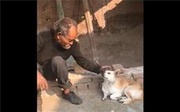 狗狗对老主人不离不弃，主人抚摩它时，露出这些表情！