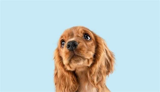宠物小百科：狗过敏怎么办？七种方法简单对抗宠物过敏