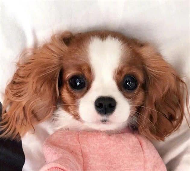 这条大眼查理士王小猎犬也太萌了吧！网友：最后一张像极了爱情
