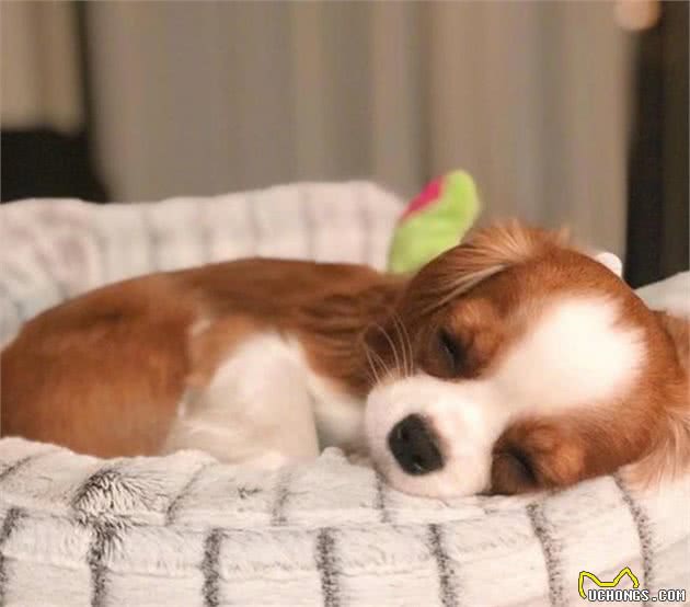 这条大眼查理士王小猎犬也太萌了吧！网友：最后一张像极了爱情