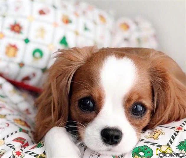 这条大眼查理士王小猎犬也太萌了吧！网友：最后一张像极了爱情