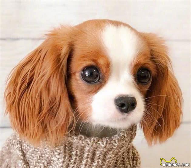 这条大眼查理士王小猎犬也太萌了吧！网友：最后一张像极了爱情