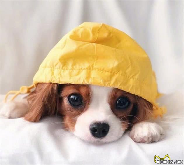 这条大眼查理士王小猎犬也太萌了吧！网友：最后一张像极了爱情