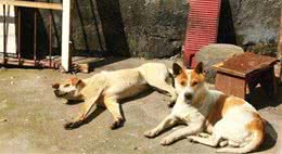 为啥说喂狗别喂太饱，对人不能太好呢？学会了能省很多的麻烦