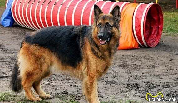 狗中的全能王！无所不能的德国牧羊犬！