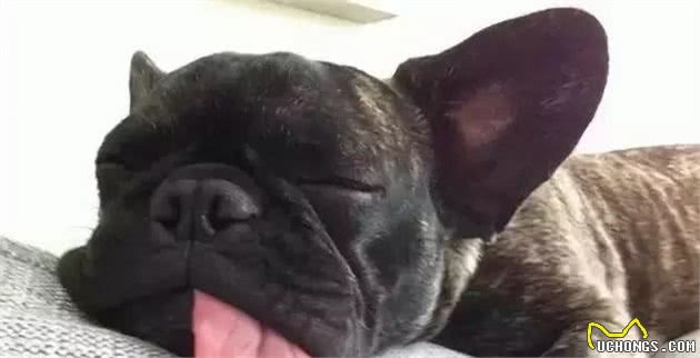 为什么狗狗的鼻子是干的？