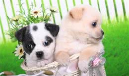 犬护食怎么办？教你几招不被误伤