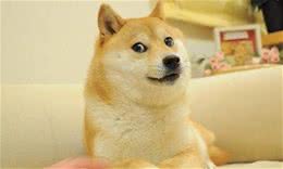 对于狗狗性格的简单测试