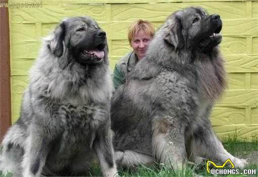 世界五大最凶悍猛犬，第一你绝对见过