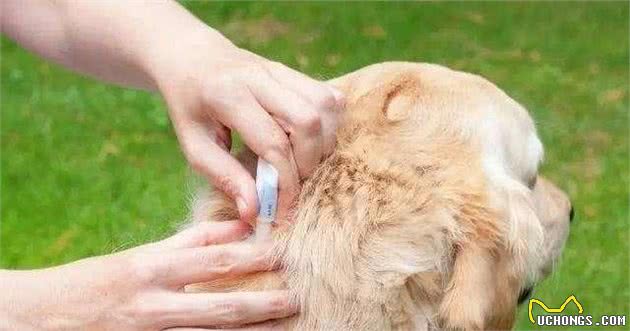 狗狗的皮肤比你想象中要脆弱，这三种很常见，快检查下毛孩子吧