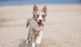 狗狗摇尾巴：想告诉你的9条秘密