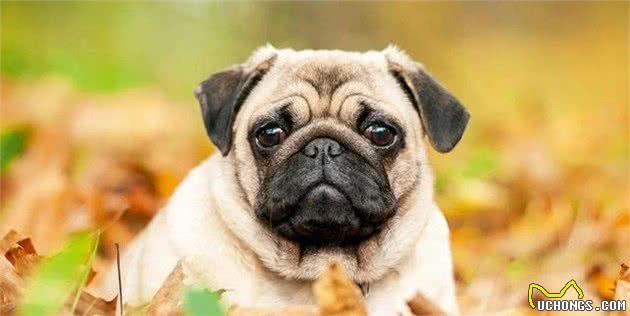 巴哥犬五大罪名，真的那么难养吗？