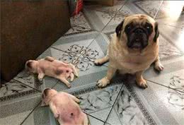 巴哥犬五大罪名，真的那么难养吗？