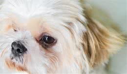 宠物养护知识：犬毛发干枯无光泽，你可能无形中做了这些事