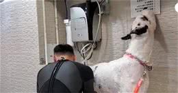 世界上最大的狗狗之一！134斤的大丹犬，训犬师要怎么训练？