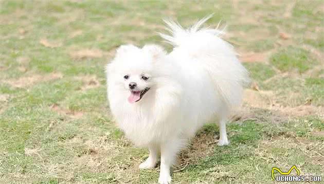 世界名犬NO:63超级可爱小博美犬，萌翻了