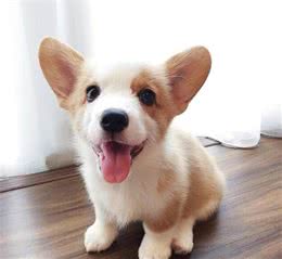 新手养狗，柯基犬饲养攻略