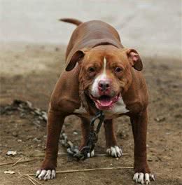 为战斗而生的“斗犬之王”比特犬，好勇斗狠的性格让人又爱又恨