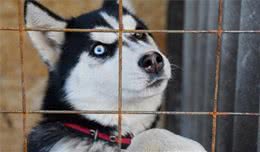 哈士奇犬好养吗？哈士奇狗智商，哈士奇犬性格大揭秘！看完你就懂了！