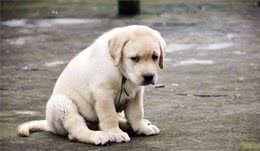 狗狗在晚上特别暴躁还常常狂叫，不能怪它，多是主人的错