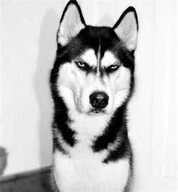 悉心饲养的狗狗居然变得凶狠，甚至会攻击人！