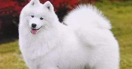 最受欢迎的大型犬,你认识几个?