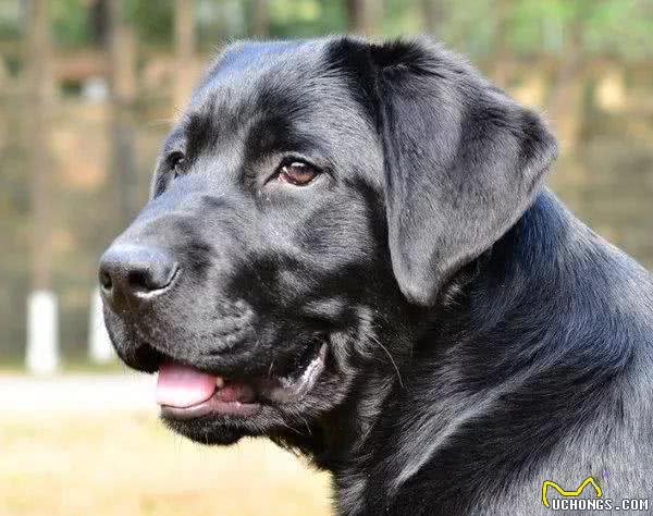 最受欢迎的大型犬,你认识几个?