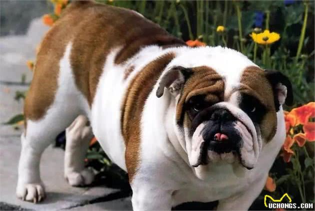 最受欢迎的大型犬,你认识几个?
