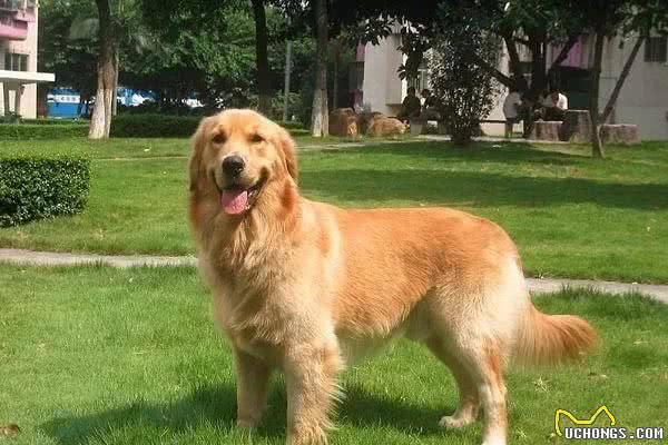 最受欢迎的大型犬,你认识几个?