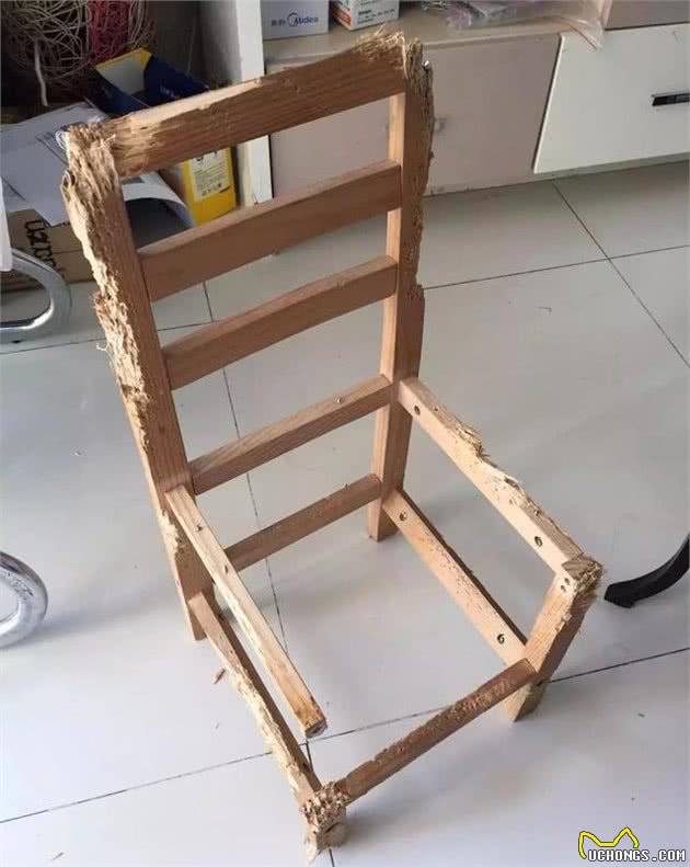 铲屎官用5年的踩雷经验来告诉你，初次养狗要注意的十个问题