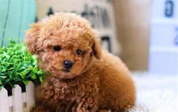 茶杯犬究竟是一种怎样的狗狗？有健康的茶杯犬吗？有哪些健康问题