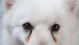 狗狗泪痕原因及治疗