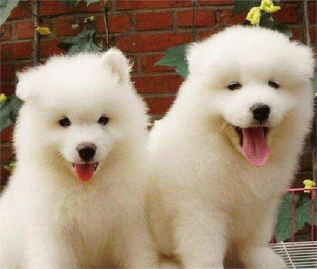 萨摩耶犬虽然漂亮，但这些“致命”缺陷，让很多颜控铲屎官不敢养