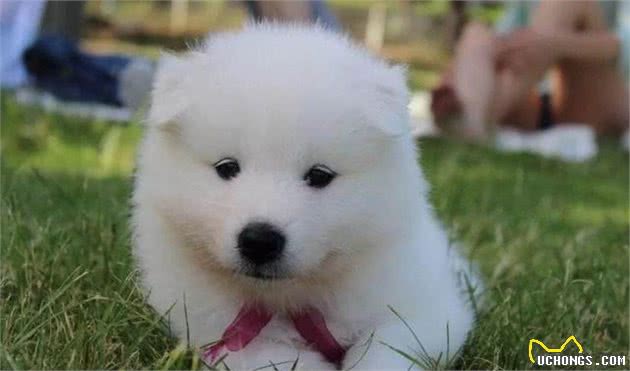 萨摩耶犬虽然漂亮，但这些“致命”缺陷，让很多颜控铲屎官不敢养