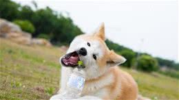 狗狗口腔和牙齿常见疾病及护理小常识