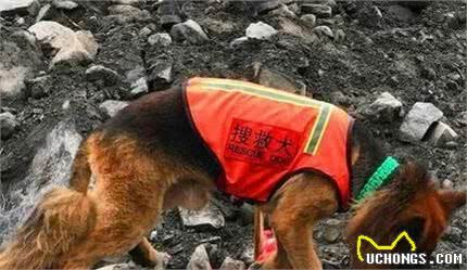 搜救犬中的“8大金刚”，就算脚都烂了，也不愿休息！
