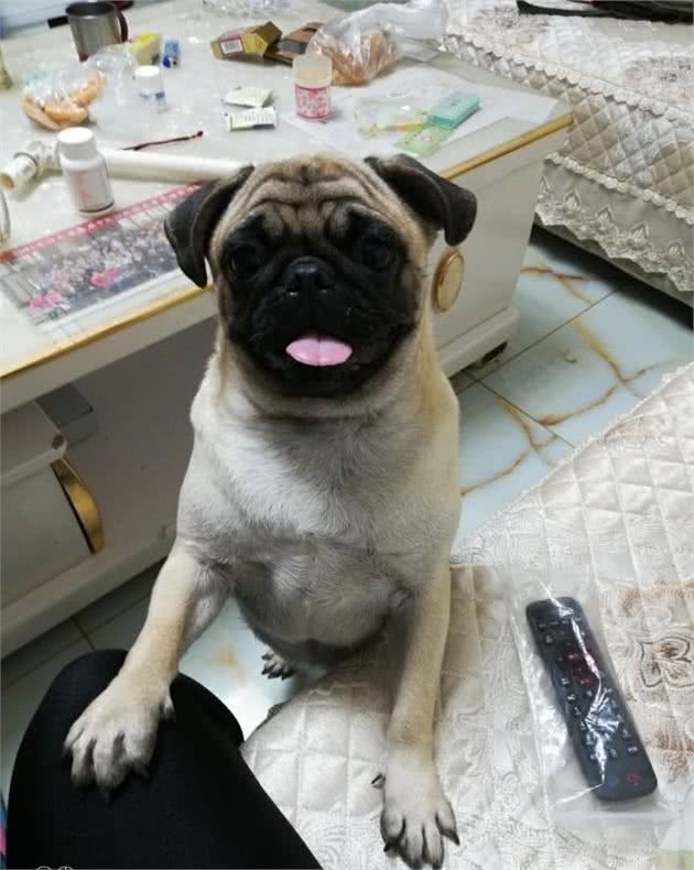给宠物狗合理补钙要学会以下几个事项