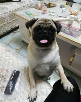 给宠物狗合理补钙要学会以下几个事项