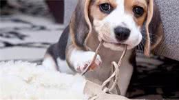 小狗到家前1个月，幼犬难照顾会捣乱，这些细节主人需要注意