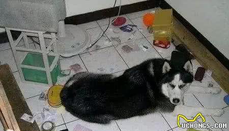 凌霸我家冰箱，哈士奇，真不愧是雪橇犬！