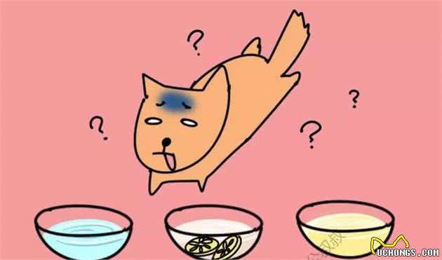 知识狗狗误食中毒后,这些急救知识能救命!