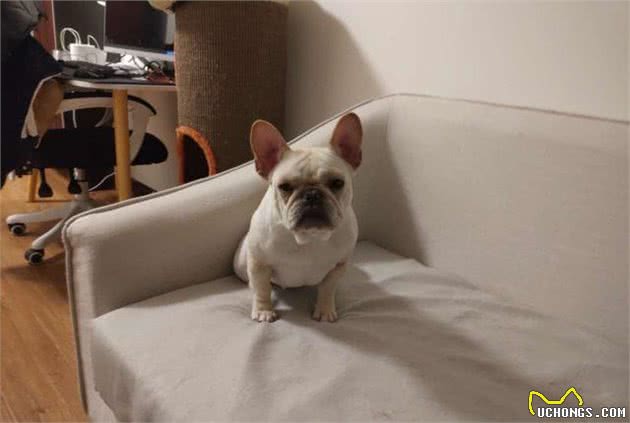 狗狗也会患抑郁症？宠物的心理问题，会影响TA们的健康