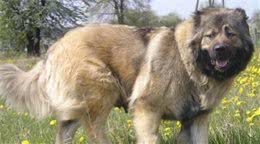 中亚、卡斯罗、高加索犬、罗威纳，现代型护卫犬中的四大金刚