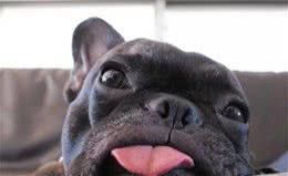 法国斗牛犬那么可爱，为什么就是养的人不多？