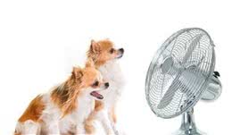 狗狗夏天中暑多发期，抢救的关键是宠物主人有没有做这些措施