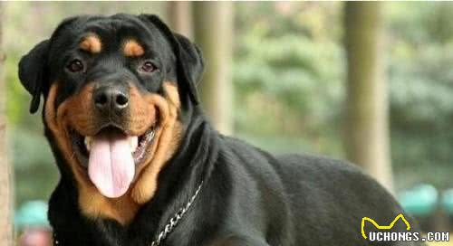 不要养罗威纳犬，曝光它的“5大罪行”，请你三思