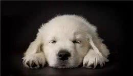 原来狗狗喜欢主人这么摸它才是最高兴的